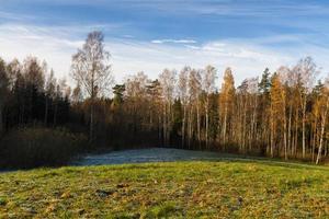 höst landskap med gul löv på en solig dag foto