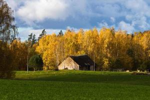 höst landskap med gul löv på en solig dag foto