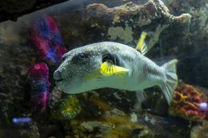 vit prickad puffer fisk i akvarium foto