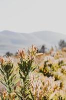 sydafrikansk fynbos foto