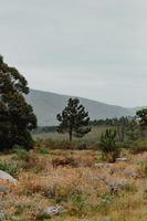 sydafrikansk fynbos foto