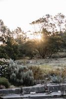 sydafrikansk fynbos foto