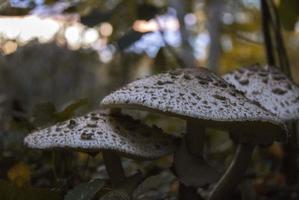 vit stuga skog svamp caps i falla foto