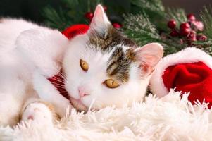 närbild porträtt av inhemsk katt med stor gul ögon liggande nära chirstmasgåva prydnad. vinter- högtider kort. foto
