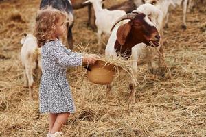 matning get. liten flicka i blå kläder är på de bruka på sommartid utomhus foto