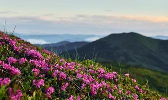 violett blommor blomning. majestätisk karpater berg. skön landskap av oberörd natur foto