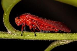 vuxen röd grodhoppare insekt foto
