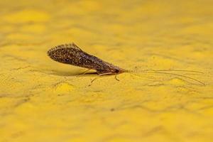 vuxen spiral caddisfly insekt foto