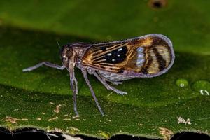 vuxen liten planthopperinsekt foto