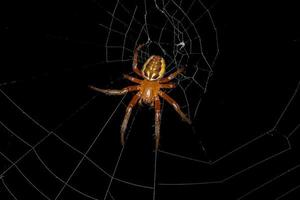 liten orbweaver spindel foto