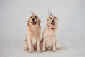 fest hattar på huvuden. två gyllene retrievers tillsammans i de studio mot vit bakgrund foto