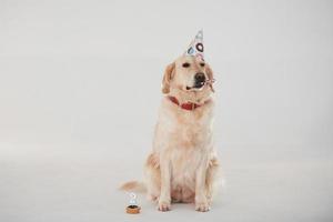 i fest hatt. gyllene retriever är i de studio mot vit bakgrund foto