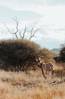 afrikansk zebra, söder afrika foto