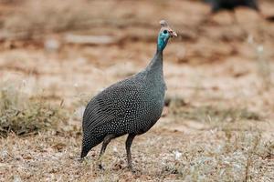 guinea fjäderfä, söder afrika foto