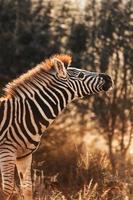 afrikansk zebra, söder afrika foto