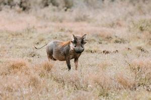 warthog under solnedgång i söder afrika foto