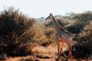 giraff, söder afrika foto