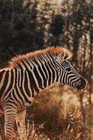 afrikansk zebra, , söder afrika foto