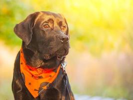 en svart labrador retriever hund i ett orange halloween bandana. valp på en bakgrund av natur. foto