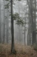 de gren med grön löv på de trunk av de ung ek i de höst morgon- dimmig skog foto