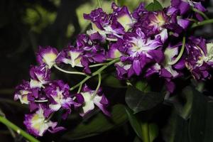 lila orkidéblommor
