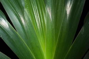 grönt blad närbild foto