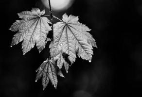 våt löv med regn droppar droppande foto