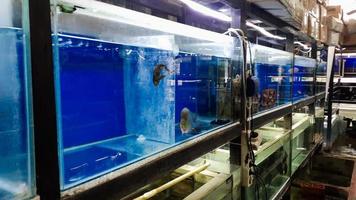 fisk akvarium på en blå bakgrund foto