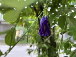 telang blomma, bunga telang Clitoria tematea är en vin den där är vanligtvis hittades i trädgårdar eller skog kanter har många hälsa förmåner. foto