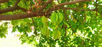 stjärnfrukt eller kamranga frukt i en träd i bangladesh. en Bra källa av kalium, koppar, som väl som folat och pantotenisk syra foto