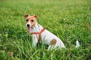 hund på de gräs i en sommar dag. domkraft russel terrier valp porträtt foto