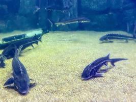 observation av de liv av fisk i de akvarium. små svart fisk simma längs de botten med sand och stenar. en par av ovanlig, exotisk fisk foto