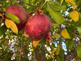 naturlig röd saftig mogen skön granatäpplen på en granatäpple träd gren mot de bakgrund av grön tropisk löv. bakgrund, textur foto