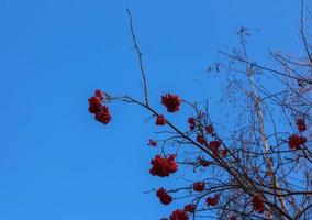 röd kluster av berg aska på en gren i sent höst. röd rönn bär mot en blå himmel. latin namn sorbus aucuparia l. foto