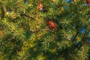 tall koner av douglas träd. mogen kon på grenar av pseudotsuga menziesii. foto