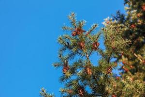 tall koner av douglas träd. mogen kon på grenar av pseudotsuga menziesii. foto