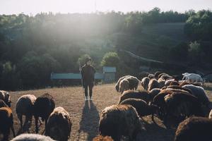 kvinna herde och flock av får på en gräsmatta foto