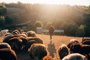 kvinna herde och flock av får på en gräsmatta foto