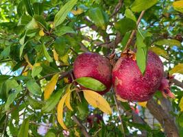 naturlig röd saftig mogen skön granatäpplen på en granatäpple träd gren mot de bakgrund av grön tropisk löv. bakgrund, textur foto