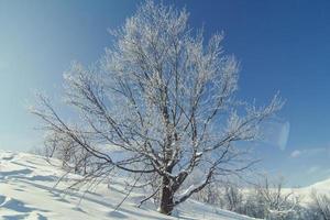 snö täckt spridning träd landskap Foto