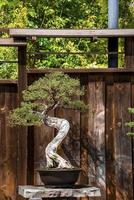bonsai träd växande på sten i främre av trä- staket på gård foto