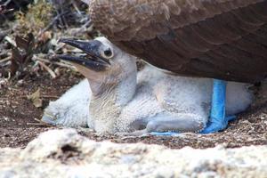 blå fotad bröst i de galapagos öar foto