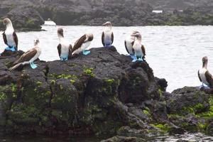 blå fotad bröst i de galapagos öar foto