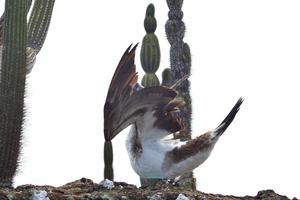 blå fotad bröst i de galapagos öar foto