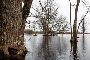 soomaa nationell parkera i översvämning foto