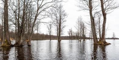 soomaa nationell parkera i översvämning foto