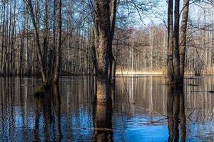 soomaa nationell parkera i översvämning foto