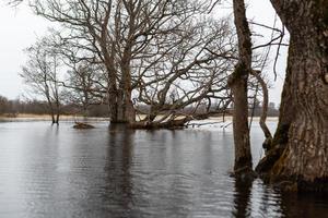 soomaa nationell parkera i översvämning foto