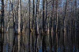 soomaa nationell parkera i översvämning foto