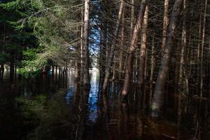 soomaa nationell parkera i översvämning foto